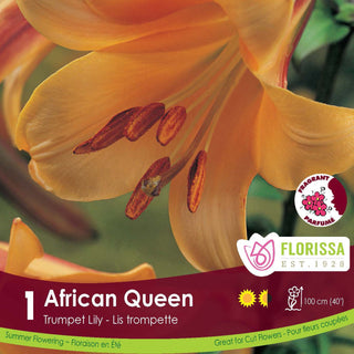 Lily ‘African Queen’