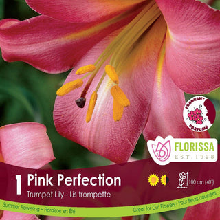 Lily ‘Pink Perfection’
