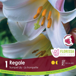 Lily ‘Regale’