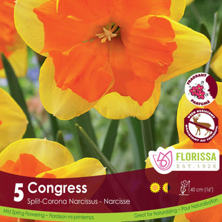 Narcissus ‘Congress’