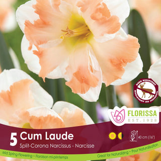 Narcissus ‘Cum Laude’