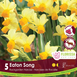 Narcissus ‘Eaton Song’