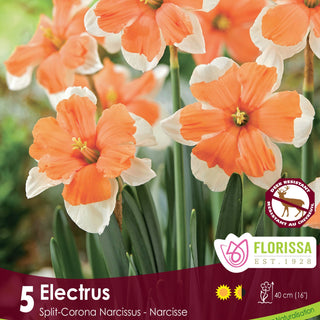 Narcissus Electrus