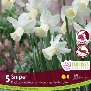 Narcissus ‘Snipe’