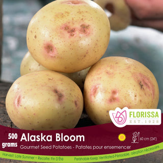 Potato ‘Alaska Bloom’