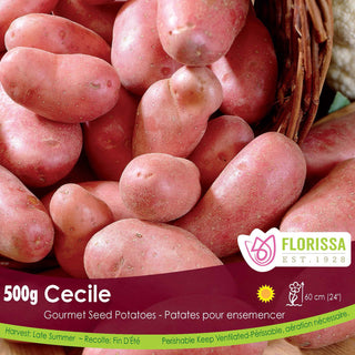 Potato ‘Cecile’