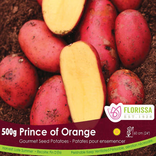 Potato ‘Prince of Orange’