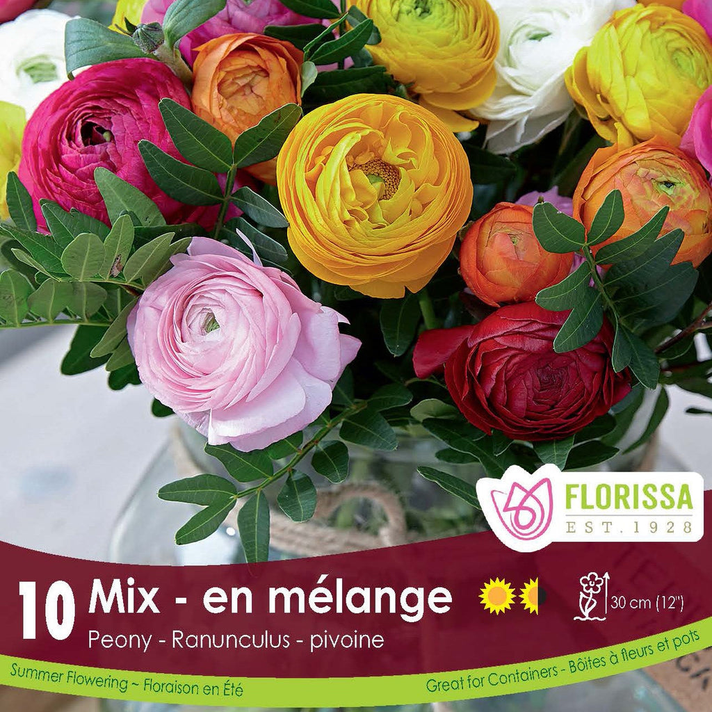 Preorder Ranunculus Peony Mixed | Amsterdam Garden Centre