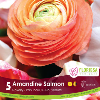 Ranunculus Amandine ‘Salmon’