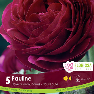 Ranunculus ‘Pauline’