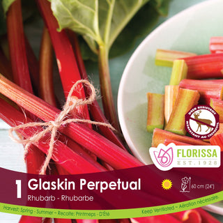 Rhubarb 'Glaskin’s Perpetual'