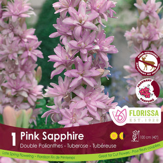 Tuberose Double ‘Pink Sapphire’