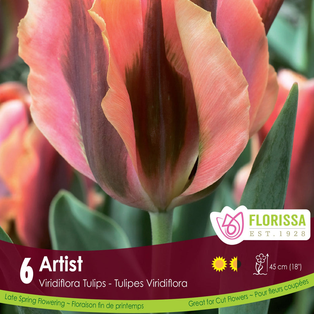 Spring Bulb Artist Preorder Tulip 'Artist' Bulbs | Amsterdam Garden Centre