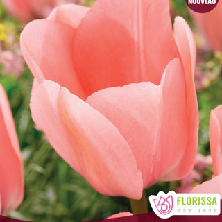 Tulip 'Bella Blush'