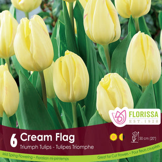 Tulip 'Cream Flag'