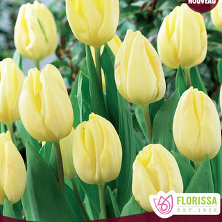 Tulip 'Cream Flag'