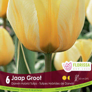 Tulip 'Jaap Groot'