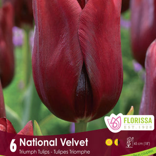Tulip National Velvet