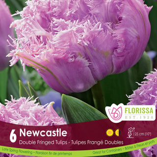 Tulip 'Newcastle'