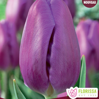 Tulip Purple Flag
