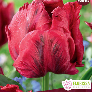 Tulip 'Red Madonna'