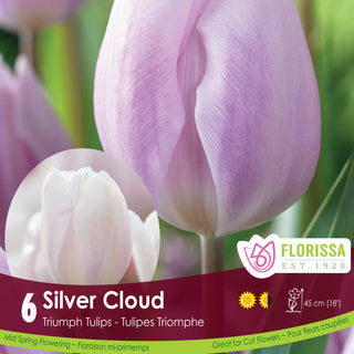 Tulip 'Silver Cloud'