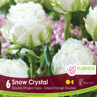 Tulip 'Snow Crystal'