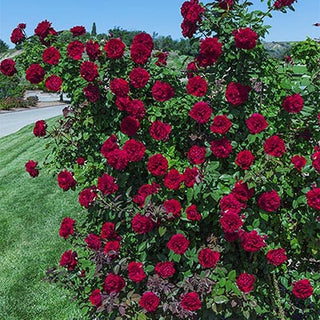 Rose Lady In Red