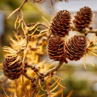 Larix Horstmann Recurved