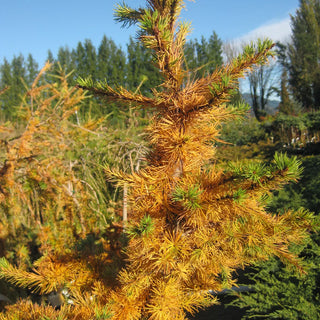 Larix Little Boogle