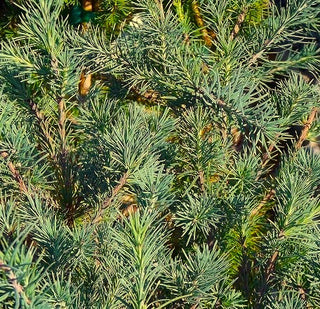 Larix kaempferi ‘Dwarf Blue’