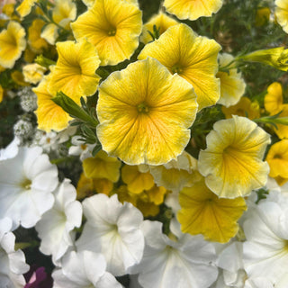 Lemon Meringue Moss Hanging Basket