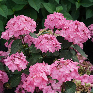 Hydrangea macrophylla ‘Let’s Dance Can Do’