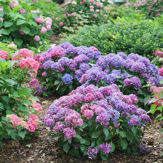 Hydrangea macrophylla ‘Let’s Dance Loveable’