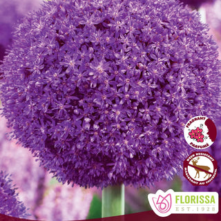 Allium 'Ambassador'