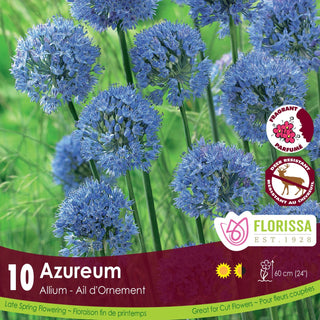 Allium ‘Azureum’