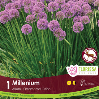 Allium ‘Millenium’