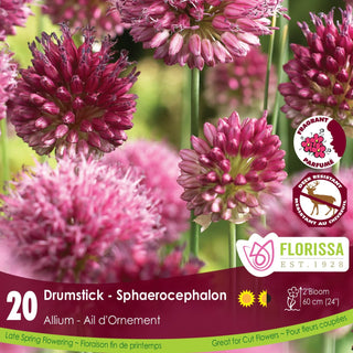 Allium ‘Sphaerocephalon’