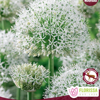 Allium ‘White Giant’