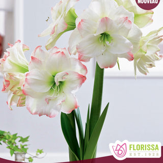 Amaryllis 'Amadeus'