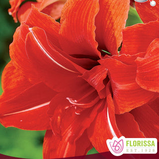 Amaryllis 'Blitzen'