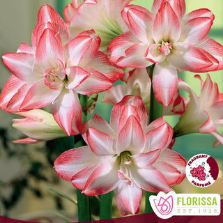 Amaryllis 'Blossom Peacock'