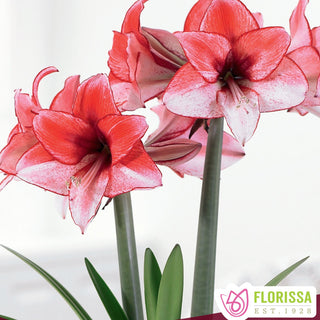 Amaryllis ‘Charisma’