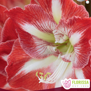 Amaryllis 'Comet'