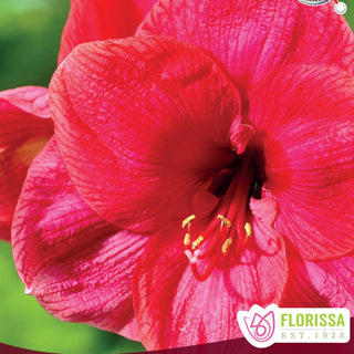 Amaryllis 'Cupid'