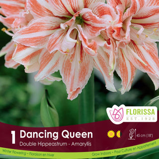 Amaryllis ‘Dancing Queen’