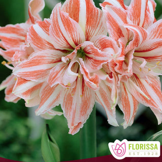 Amaryllis ‘Dancing Queen’