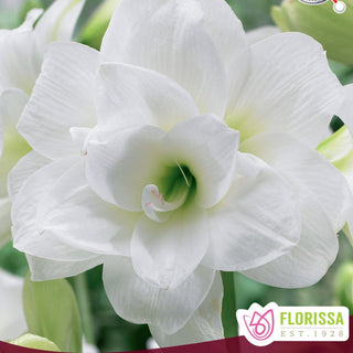 Amaryllis 'Donner'