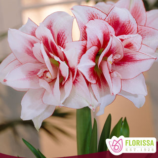 Amaryllis 'Elvas'