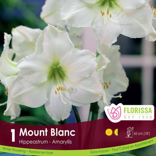 Amaryllis ‘Mount Blanc’